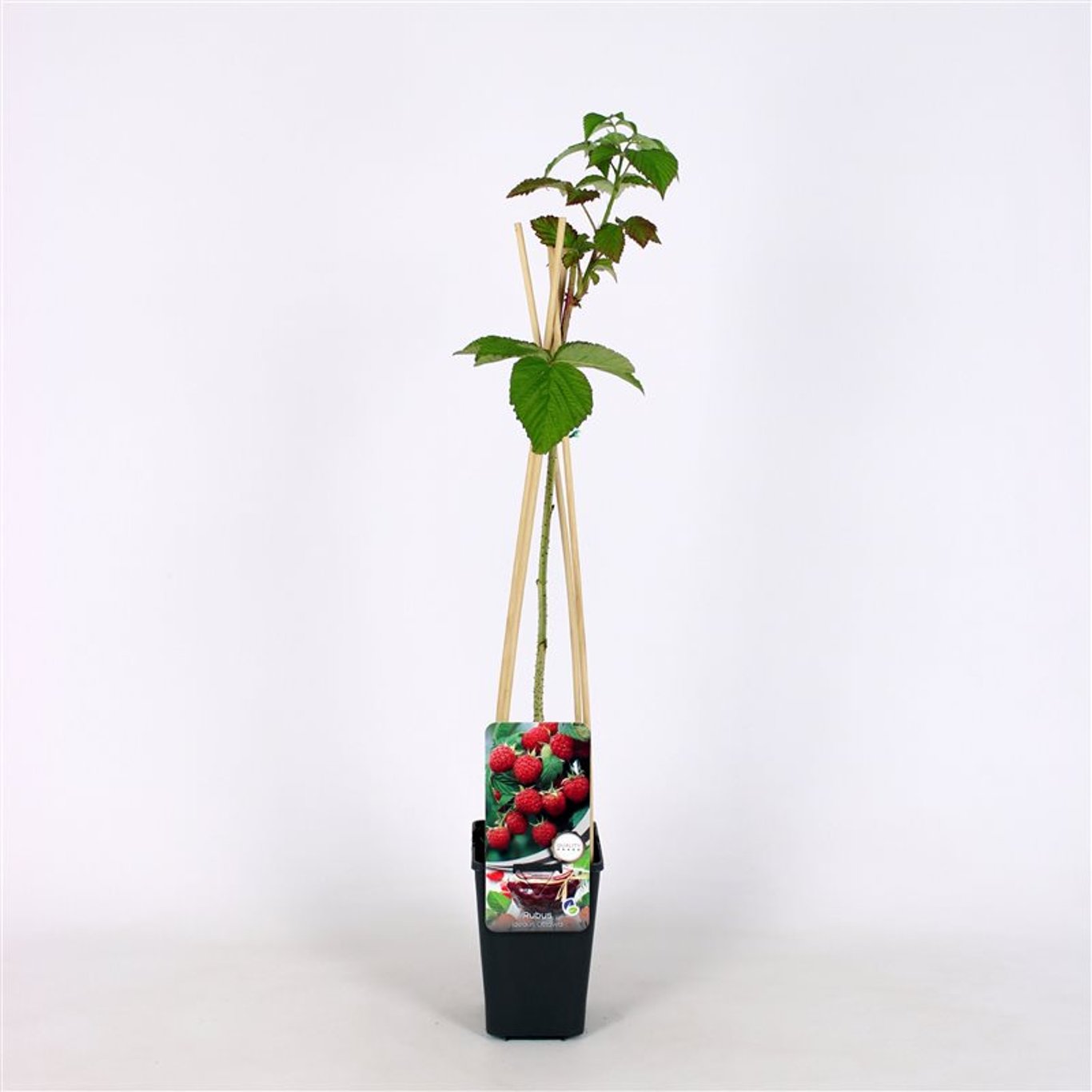 Rubus idaeus 'Ottawa' - C2 70/+ CM